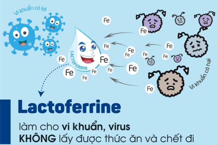 Lactoferrin là gì? Có nên sử dụng Lactoferrin cho trẻ nhỏ?