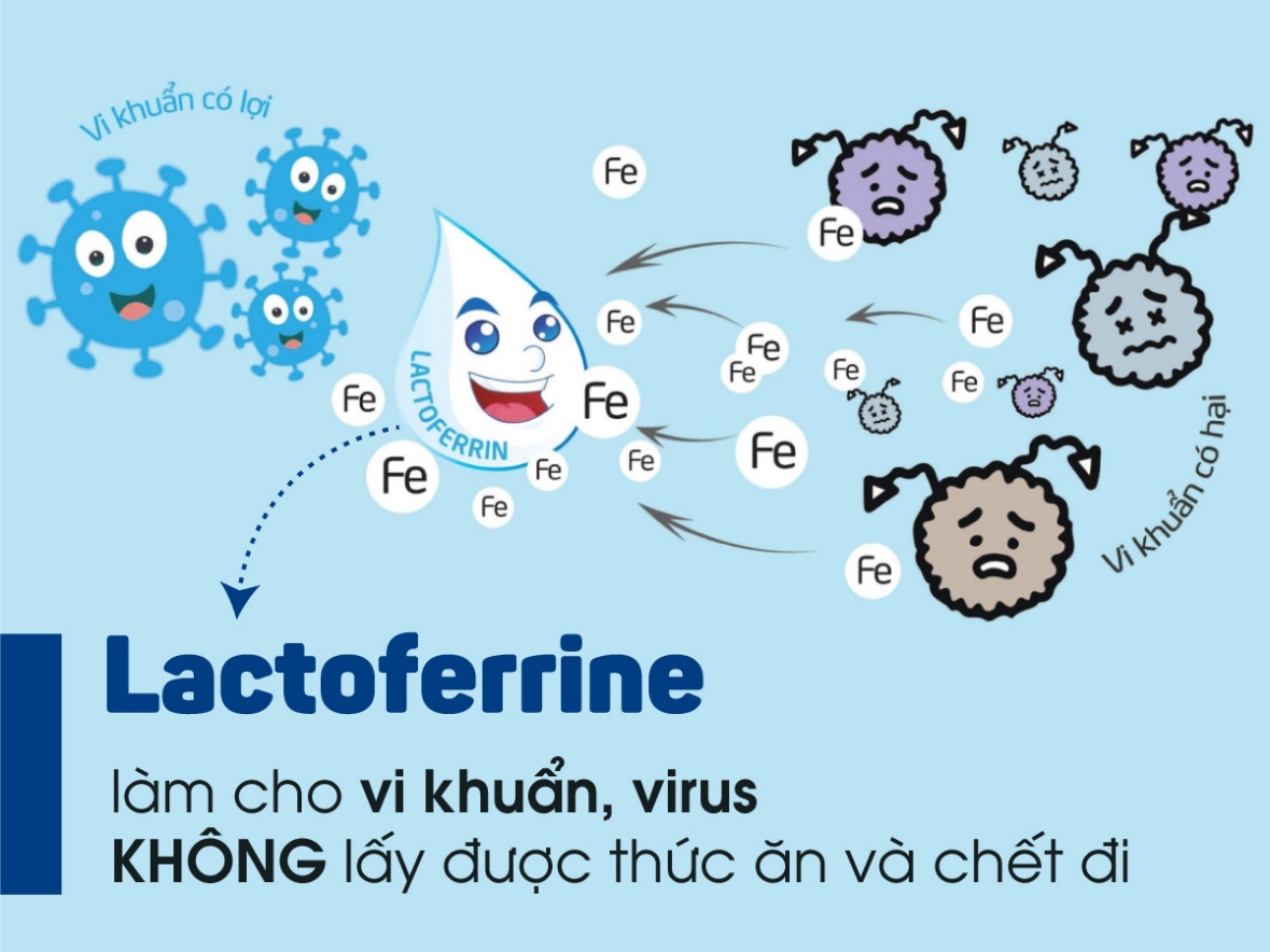 Cơ chế tấn công vi khuẩn của Lactoferrin