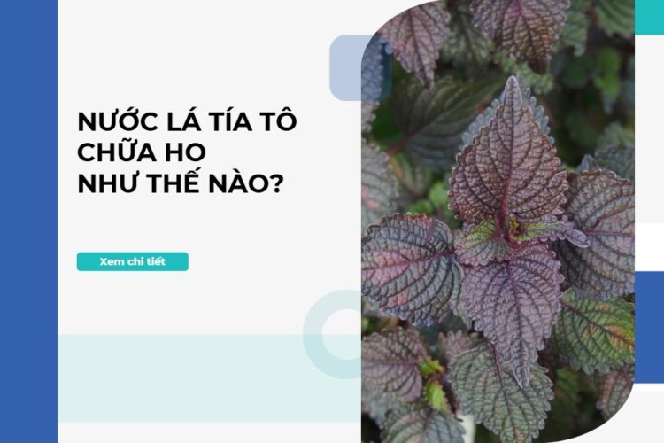 Nước lá tía tô chữa ho có hiệu quả không?