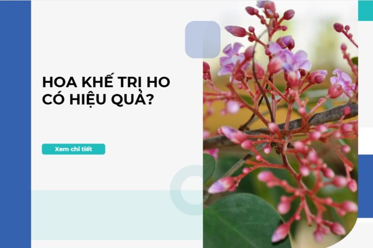 Cách chưng bông khế trị ho – mẹo ít ai biết